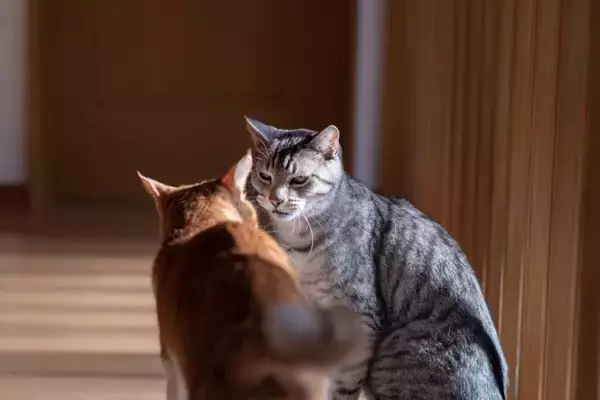 猫の多頭飼いで避けるべき『仲の取り持ち方』3選　逆効果になりうる理由や正しい接し方も解説