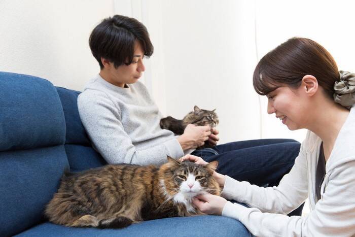 猫の多頭飼いで避けるべき『仲の取り持ち方』3選　逆効果になりうる理由や正しい接し方も解説
