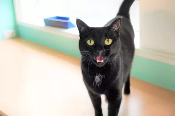 猫が『下心』を持っているときのサイン4選　どんな狙いがあるの？上手な接し方まで解説