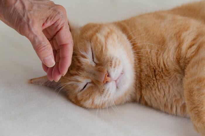 猫が『下心』を持っているときのサイン4選　どんな狙いがあるの？上手な接し方まで解説