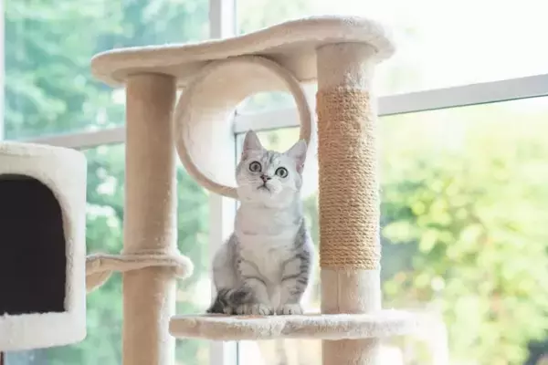 猫があなたに『叶えてください』と願っていること4つ　お願いする理由や愛猫を満足させるコツ