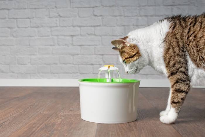 猫があなたに『叶えてください』と願っていること4つ　お願いする理由や愛猫を満足させるコツ