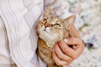 猫に伝わりやすい『褒め方・叱り方』の方法3つ　誤った方法では逆効果に？やってはいけないNG行為も