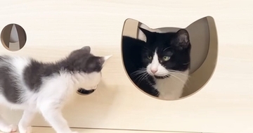 先住猫と仲良くなりたい子猫→何度近づいても拒否されて…思わず応援したくなる光景に反響「ママだと思ってるのかなｗ」「あたって砕けろｗ」