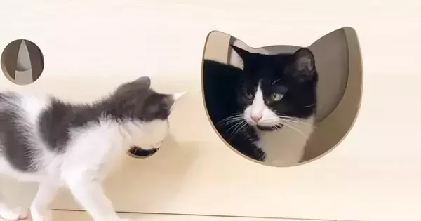 先住猫と仲良くなりたい子猫→何度近づいても拒否されて…思わず応援したくなる光景に反響「ママだと思ってるのかなｗ」「あたって砕けろｗ」