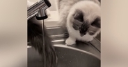 姉猫が蛇口から流れる水をじっと見つめていると→妹猫のしっぽが…シュールすぎる光景が12万再生「クスっときたｗ」「気にならないのかなｗ」