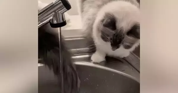 姉猫が蛇口から流れる水をじっと見つめていると→妹猫のしっぽが…シュールすぎる光景が12万再生「クスっときたｗ」「気にならないのかなｗ」