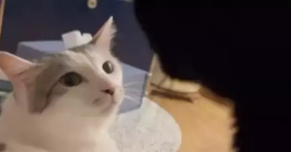 姉猫にかまってほしい弟猫が『ちょっかい』をかけた結果…「目つきが変わったｗｗ」まさかの展開に「怖い怖いｗ」「圧が凄いｗ」と19万再生