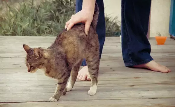 猫が思わず反応する『オノマトペ』3選　喜んでくれるワケや考えられる心理まで