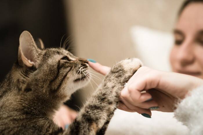 猫が思わず反応する『オノマトペ』3選　喜んでくれるワケや考えられる心理まで