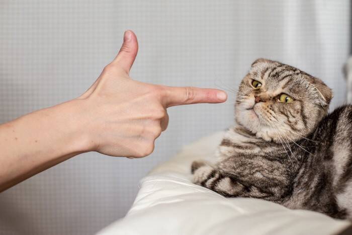 猫をヘコませる『大嫌いな言葉』3選　ネガティブな意味は愛猫にも伝わる？