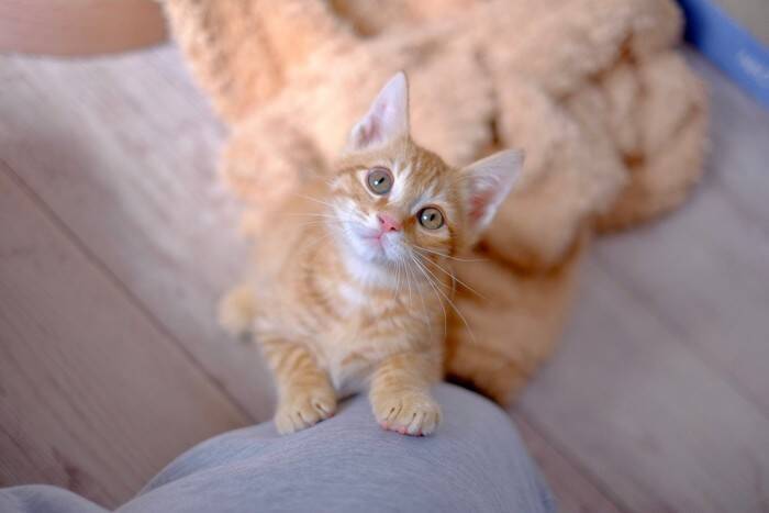 『猫モテしたい』あなたに贈る4つのアドバイス　猫が愛してやまない人物像とは？