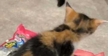 『使い方は間違ってないのだが…』完全に想定外な場所でトイレし始めた子猫に「IQ120はありそうｗ」「可愛くて笑うしかない」と１万いいね