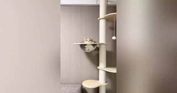 ふとキャットタワーを見たら、『溢れていたネコ』…２度見必至な『まさかの光景』が484万再生「やはり猫は液体」「透明で良かった」