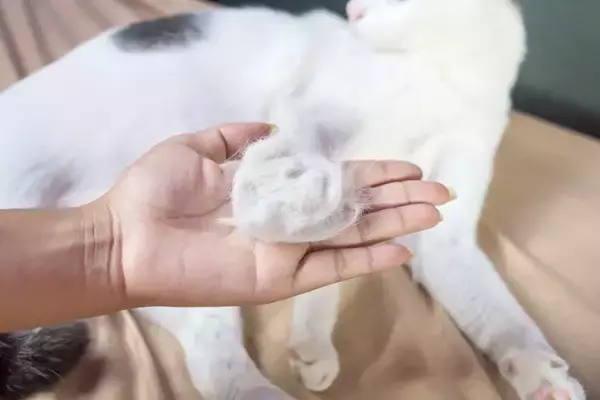 猫の『抜け毛』を再利用するアイデア5選　おもちゃや思い出として残せる方法がある？