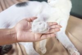 猫の『抜け毛』を再利用するアイデア5選　おもちゃや思い出として残せる方法がある？