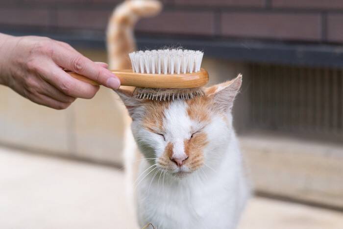 猫の『抜け毛』を再利用するアイデア5選　おもちゃや思い出として残せる方法がある？