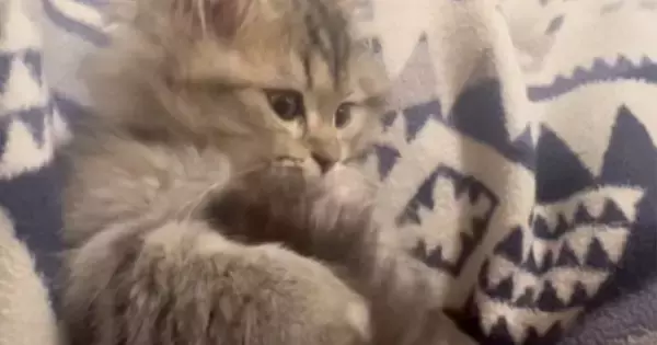 自分のしっぽで遊んでいた子猫→『肉球をマッサージ』されると…たまらなく可愛い光景が13万再生「幸せが詰まっとる」「ふわふわの天使だ」