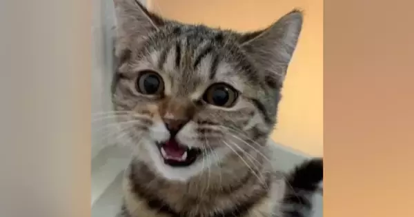 お風呂中、『扉をカリカリとする子猫』→開けてみると、入ってきて…尊すぎる瞬間が128万再生「表情が心配してる」「泣けるほど可愛いｗ」