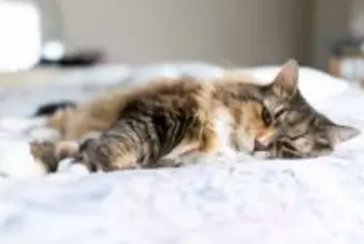 猫の『目が回っている』ときに考えられる原因5つ　病気の可能性から適切な対処法まで解説