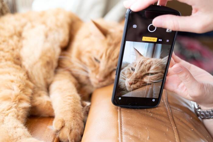 猫の『目が回っている』ときに考えられる原因5つ　病気の可能性から適切な対処法まで解説