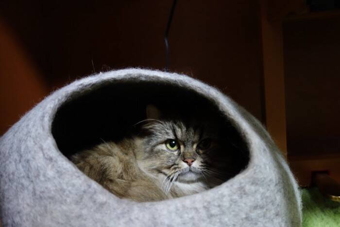 猫の『目が回っている』ときに考えられる原因5つ　病気の可能性から適切な対処法まで解説