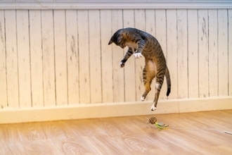 猫の『テンションを上げる』3つのもの　気分が高まる理由や取り入れるメリットまで