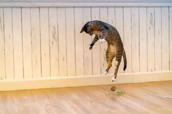 猫の『テンションを上げる』3つのもの　気分が高まる理由や取り入れるメリットまで