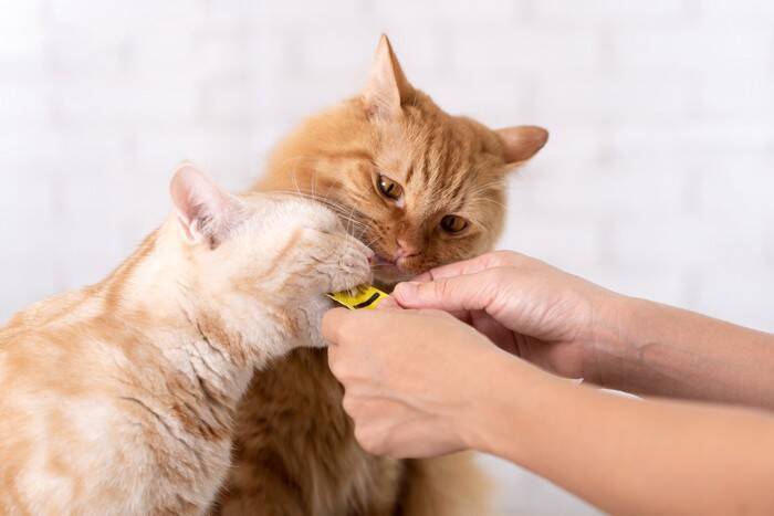 猫の『テンションを上げる』3つのもの　気分が高まる理由や取り入れるメリットまで