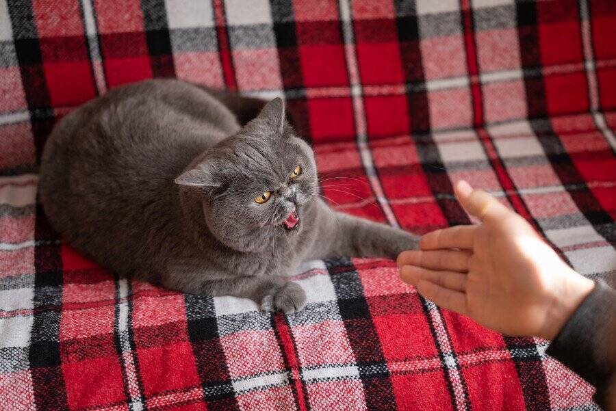 猫が急に『襲いかかってくる』ときの理由5つ　隠されている心理から止めてもらう方法まで