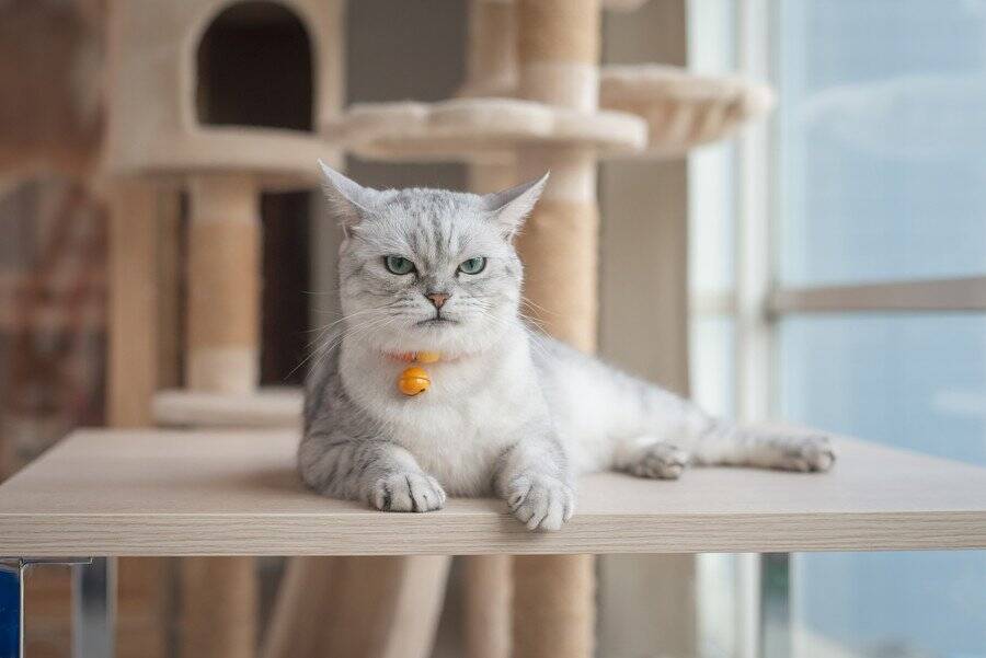 猫が急に『襲いかかってくる』ときの理由5つ　隠されている心理から止めてもらう方法まで