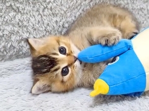 ぬいぐるみで遊ぶ赤ちゃん猫→眠気に襲われてしまい、兄猫の前で…悶絶級に可愛い『電池切れの瞬間』に「無防備に眠っていく」「可愛い」の声