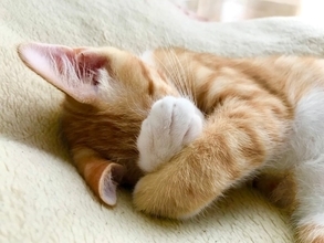 猫が『顔を手で隠して寝る』ときの理由4つ　寝心地が悪いサイン？環境改善の必要性まで