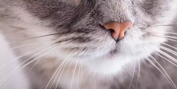 猫の『嗅覚』にまつわる秘密5選　優れた能力から驚きの機能までご紹介