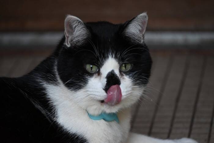 猫の『嗅覚』にまつわる秘密5選　優れた能力から驚きの機能までご紹介