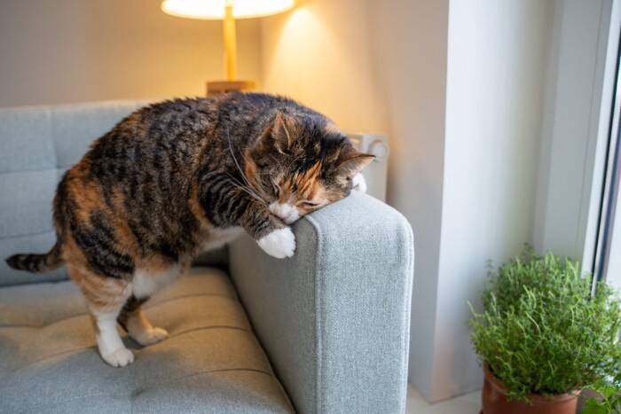 猫の『嗅覚』にまつわる秘密5選　優れた能力から驚きの機能までご紹介