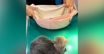 診察台の上でじっとしていた『病院嫌いの猫』…バッグを見せた瞬間の『可愛すぎる行動』が370万再生「全部が可愛い」「頑張ったねｗ」