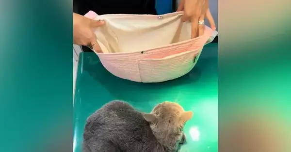 診察台の上でじっとしていた『病院嫌いの猫』…バッグを見せた瞬間の『可愛すぎる行動』が370万再生「全部が可愛い」「頑張ったねｗ」