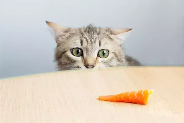 猫が自分が食べられると勘違いする『人の食べ物』4選　期待する理由や飼い主が注意すべきこと