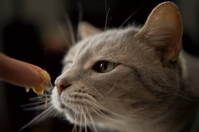 猫が自分が食べられると勘違いする『人の食べ物』4選　期待する理由や飼い主が注意すべきこと