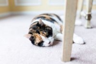猫も『寝不足』になる？4つの原因と対処法　実は健康トラブルが原因の、放置厳禁なケースも