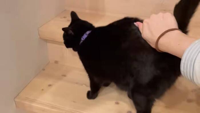 猫部屋にまだ戻りたくない…！ゆっくり階段を上る黒猫ちゃん