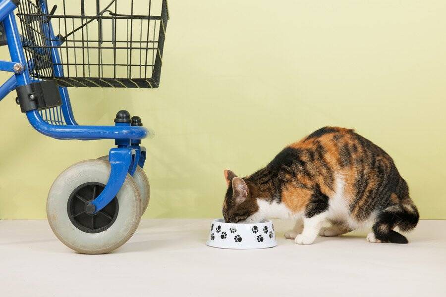 生存する猫で最長寿に　30歳の「超ロングライフ」を穏やかに満喫する毎日　英国