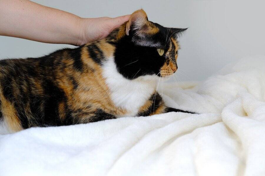 生存する猫で最長寿に　30歳の「超ロングライフ」を穏やかに満喫する毎日　英国