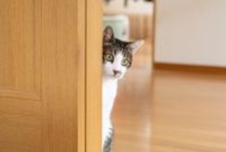 『多頭飼いに向かない猫』にみられる特徴4つ　ひとりっ子の方が負担が少ない場合も？