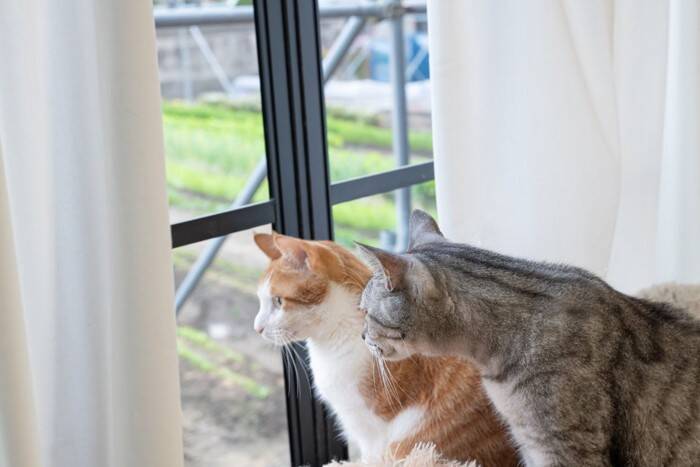 『多頭飼いに向かない猫』にみられる特徴4つ　ひとりっ子の方が負担が少ない場合も？