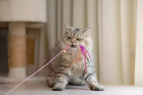 猫にできる『アンチエイジング』の方法4選　効果的なメリットや実践のポイント