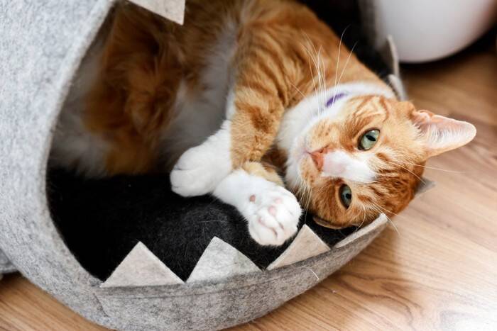 猫にできる『アンチエイジング』の方法4選　効果的なメリットや実践のポイント