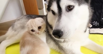 散歩に行こうと思ったら…ハスキー犬のそばから『全然離れない子猫』が可愛すぎると39万再生「一緒に連れていきたいねｗ」「幸せをありがとう」