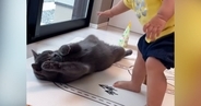 猫に近づく赤ちゃん→撫でようと手を伸ばしたら…『まさかの展開』が尊すぎると194万再生「大事にされてるのがわかる」「名残惜しそうｗ」